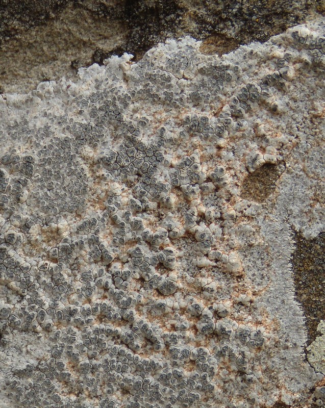 lichene bianco sulle arenarie della Laga 2